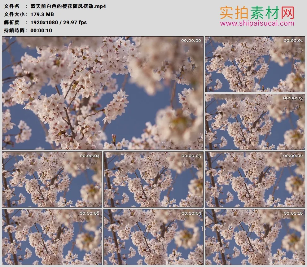 高清实拍视频素材丨蓝天前白色的樱花随风摆动