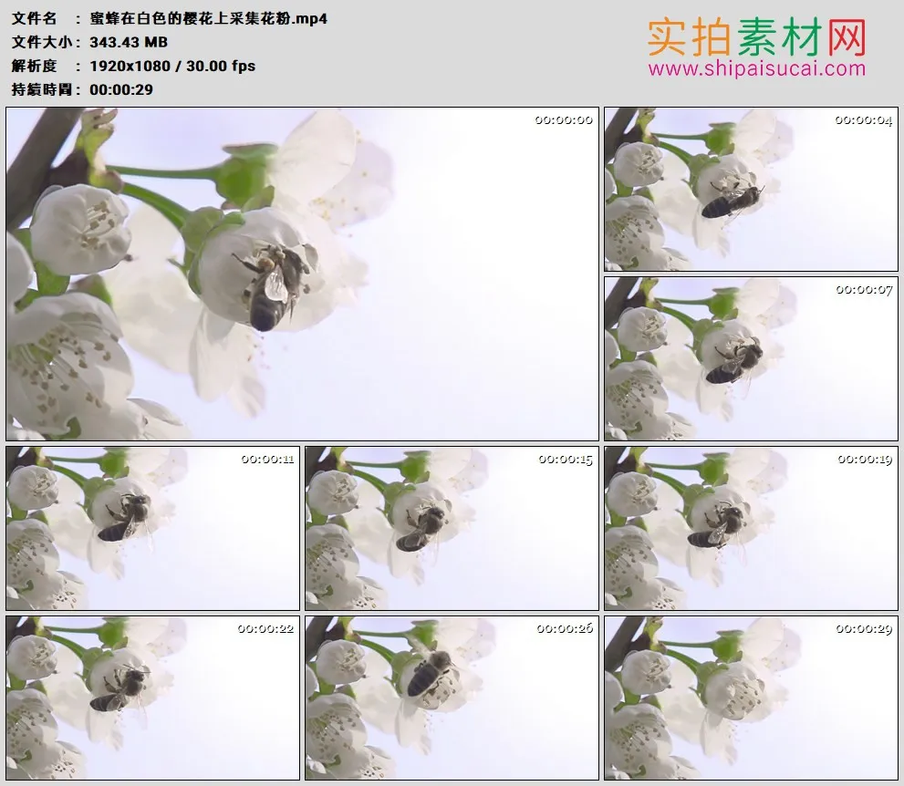高清实拍视频素材丨蜜蜂在白色的樱花上采集花粉