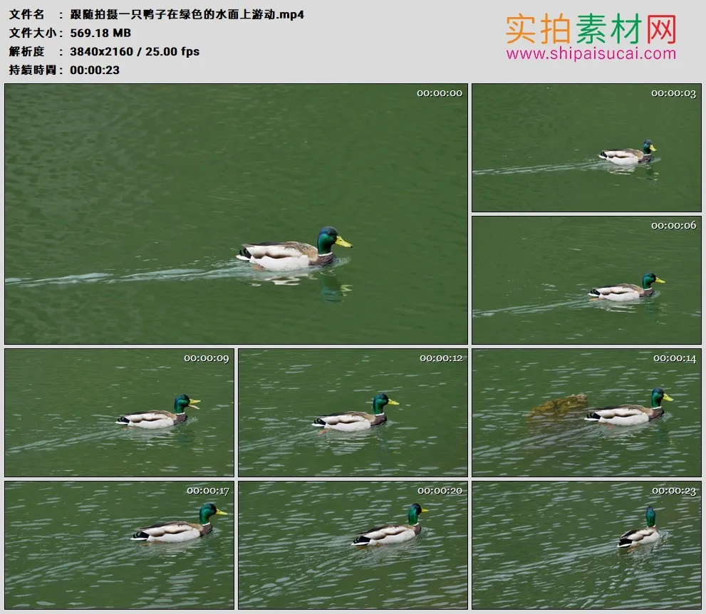 4K高清实拍视频素材丨跟随拍摄一只鸭子在绿色的水面上游动