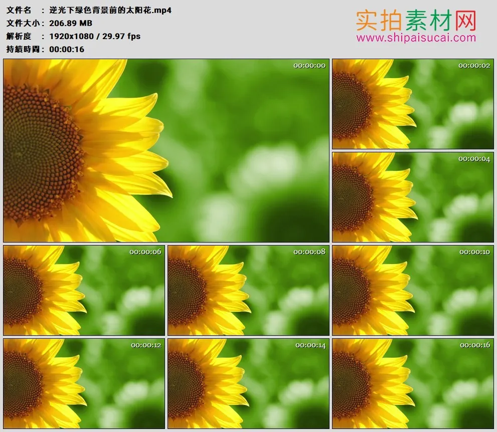 高清实拍视频素材丨逆光下绿色背景前的太阳花