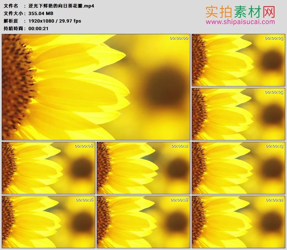 高清实拍视频素材丨逆光下鲜艳的向日葵花瓣