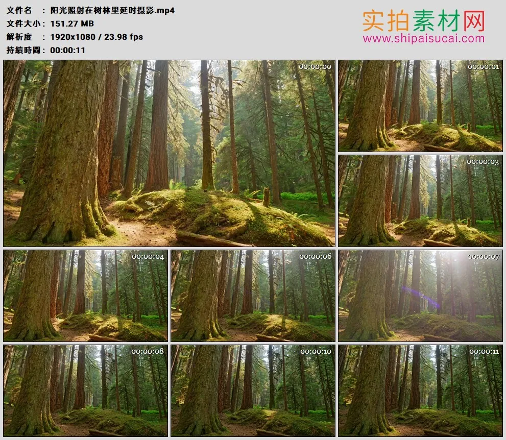 高清实拍视频素材丨阳光照射在树林里延时摄影