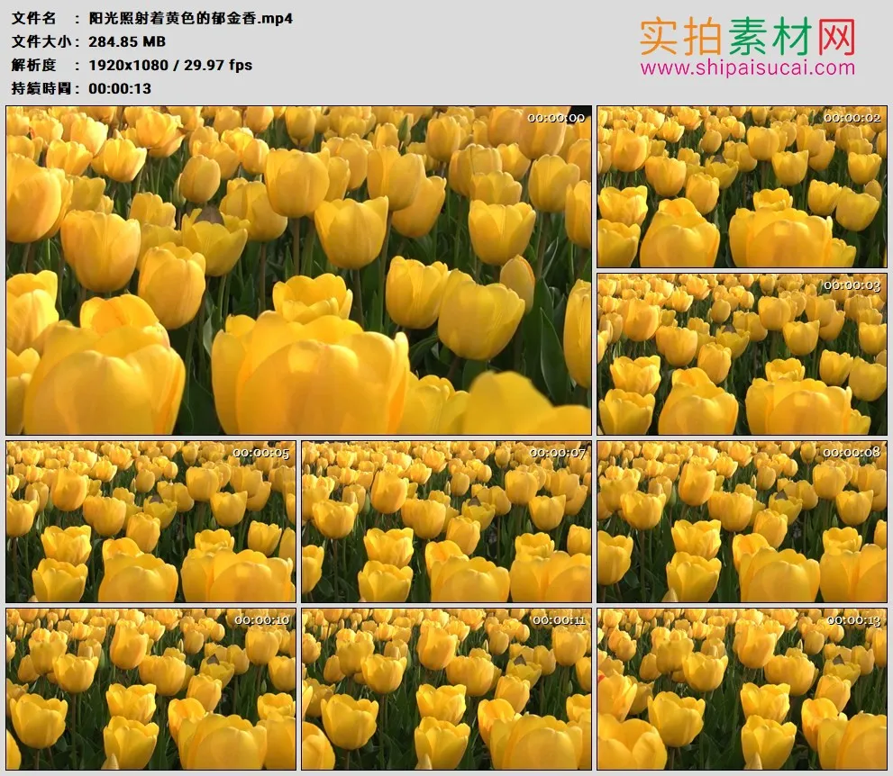 高清实拍视频素材丨阳光照射着黄色的郁金香
