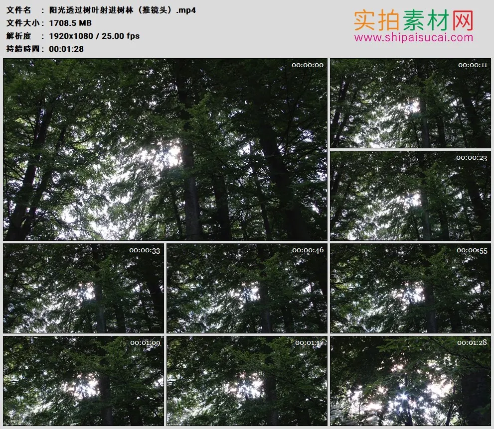 高清实拍视频素材丨阳光透过树叶射进树林（推镜头）