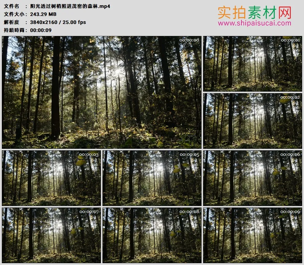 4K高清实拍视频素材丨阳光透过树梢照进茂密的森林