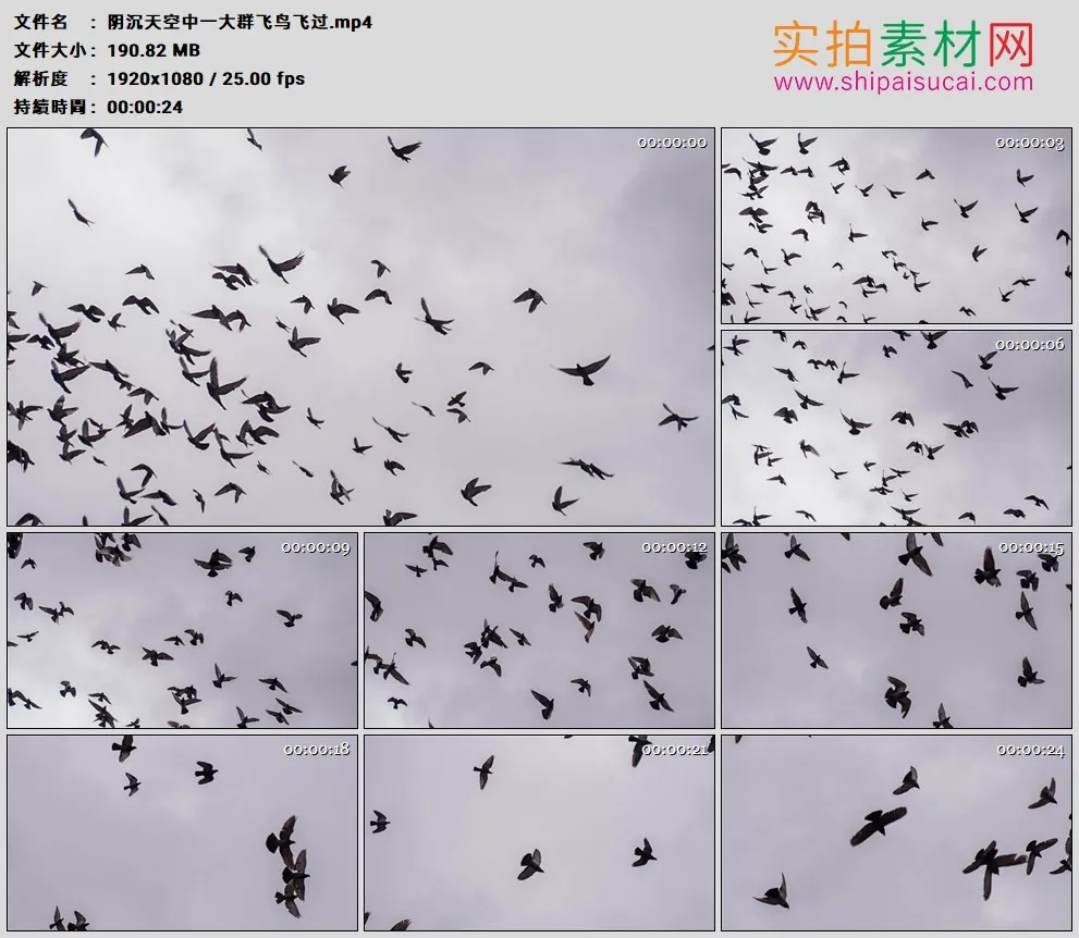高清实拍视频素材丨阴沉天空中一大群飞鸟飞过
