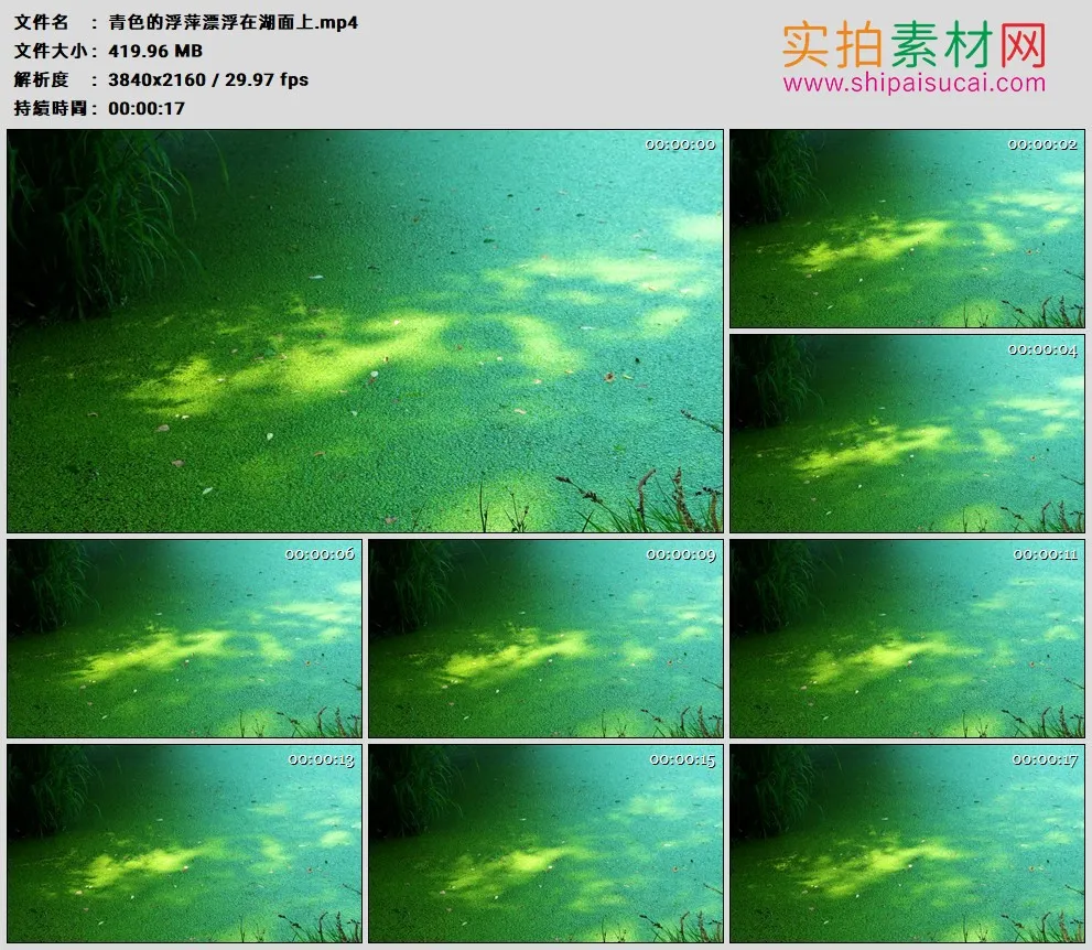 4K高清实拍视频素材丨青色的浮萍漂浮在湖面上