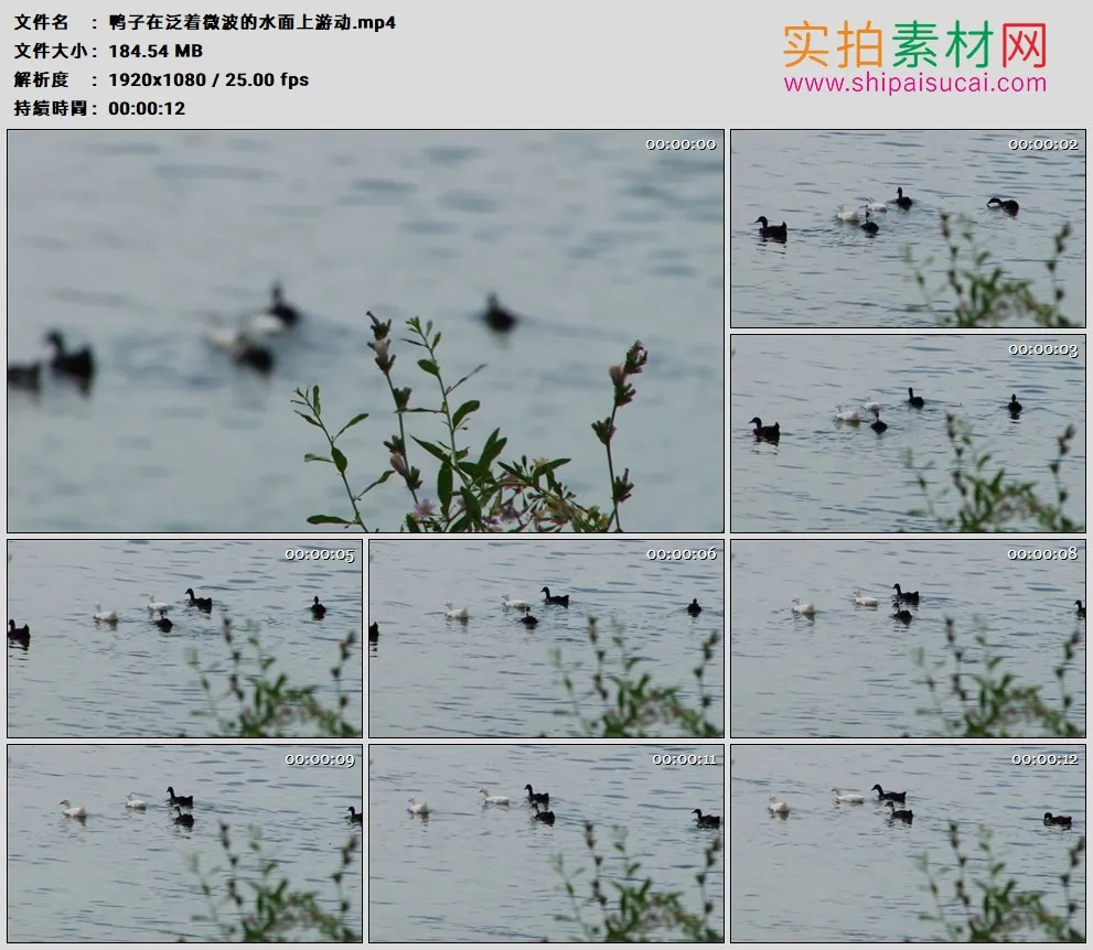 高清实拍视频素材丨鸭子在泛着微波的水面上游动