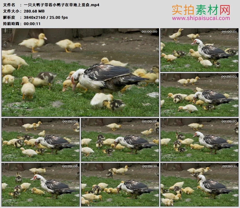 4K高清实拍视频素材丨一只大鸭子带着小鸭子在草地上觅食