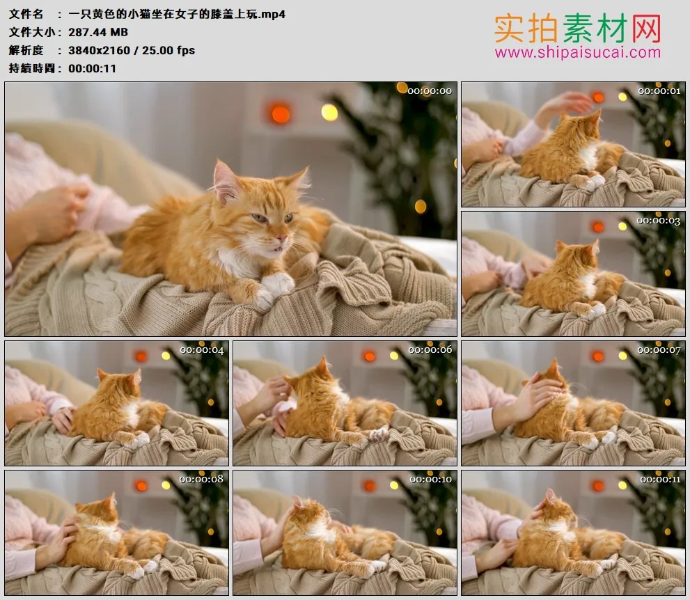 4K高清实拍视频素材丨一只黄色的小猫坐在女子的膝盖上玩