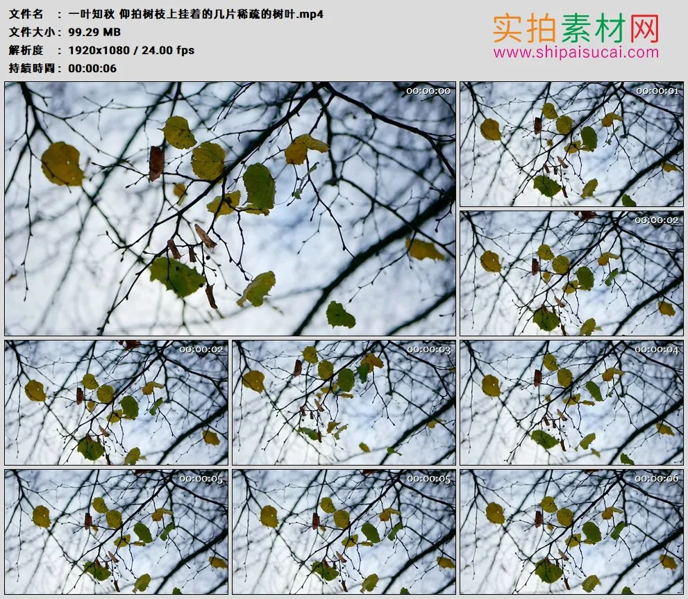 高清实拍视频素材丨一叶知秋 仰拍树枝上挂着的几片稀疏的树叶