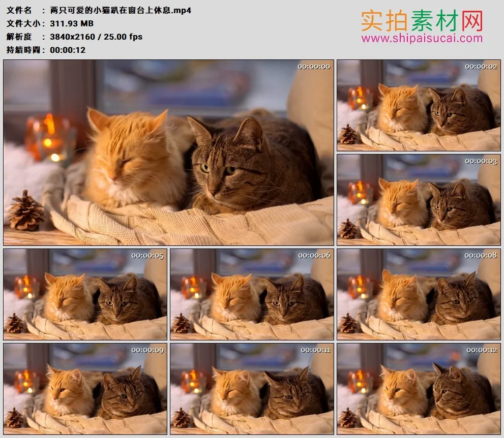 4K高清实拍视频素材丨两只可爱的小猫趴在窗台上休息