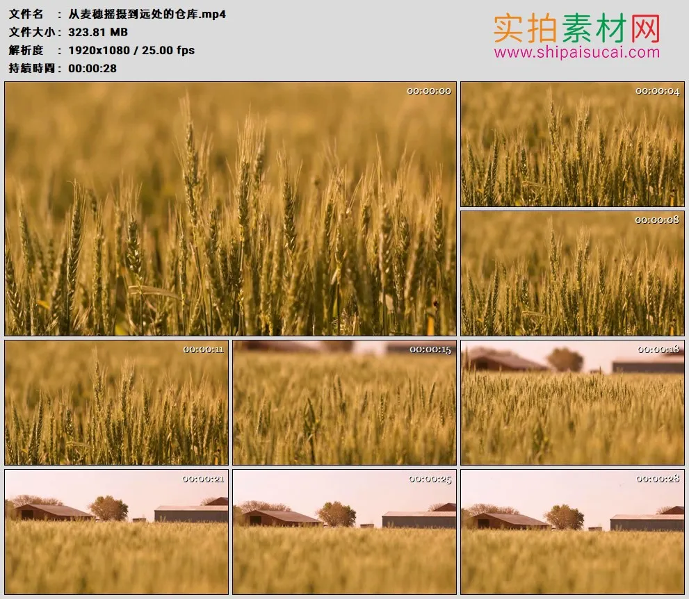 高清实拍视频素材丨从麦穗摇摄到远处的仓库