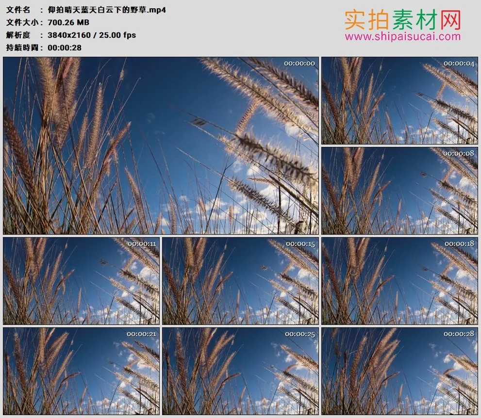 4K高清实拍视频素材丨仰拍晴天蓝天白云下的野草