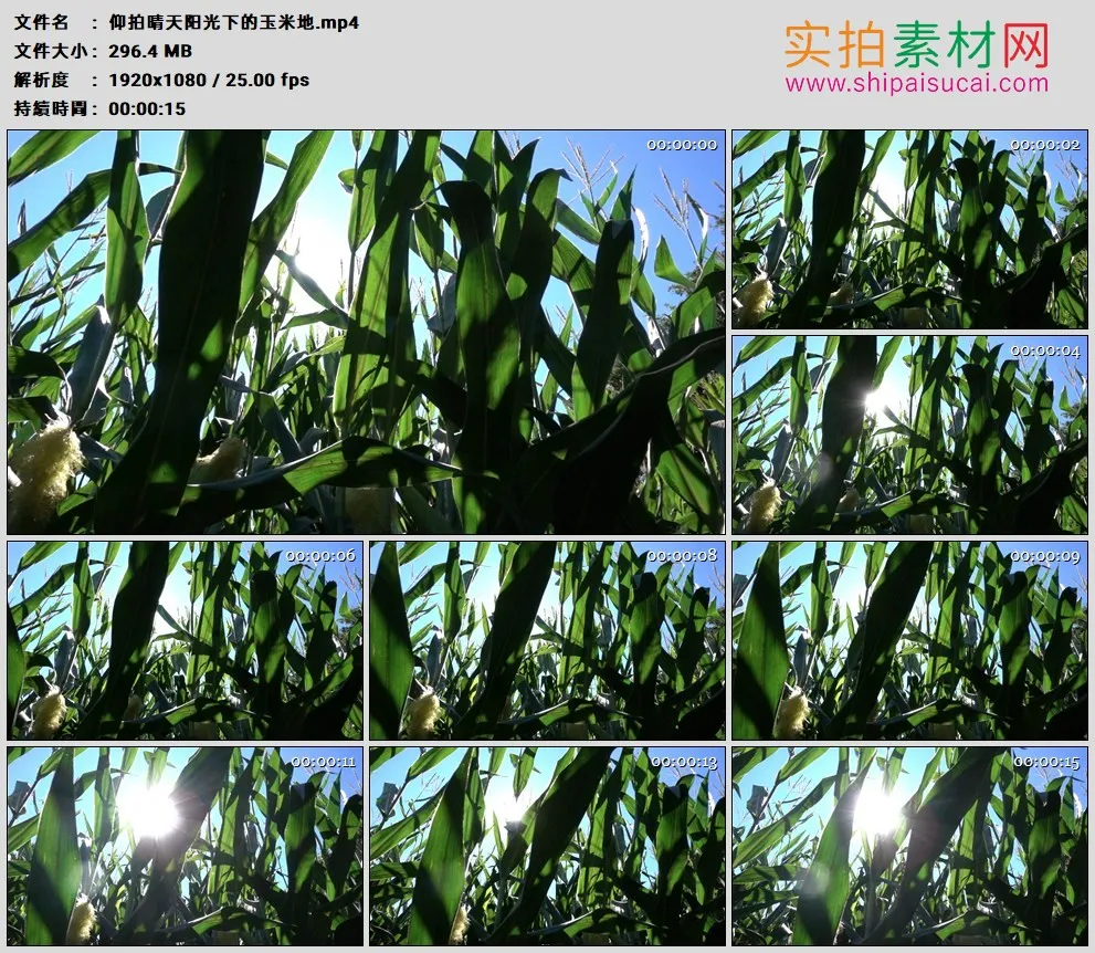 高清实拍视频素材丨仰拍晴天阳光下的玉米地