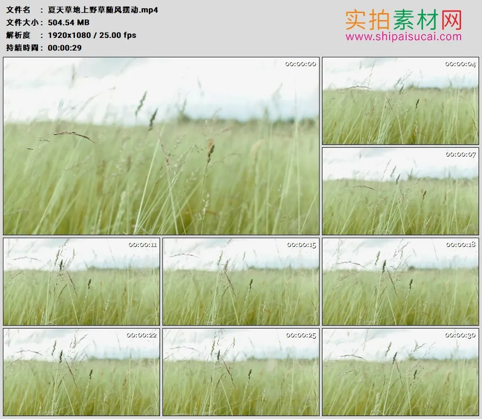 高清实拍视频素材丨夏天草地上野草随风摆动