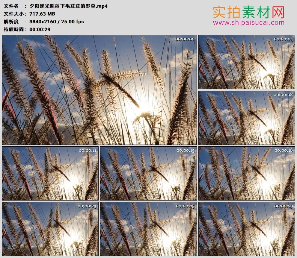 4K高清实拍视频素材丨夕阳逆光照射下毛茸茸的野草