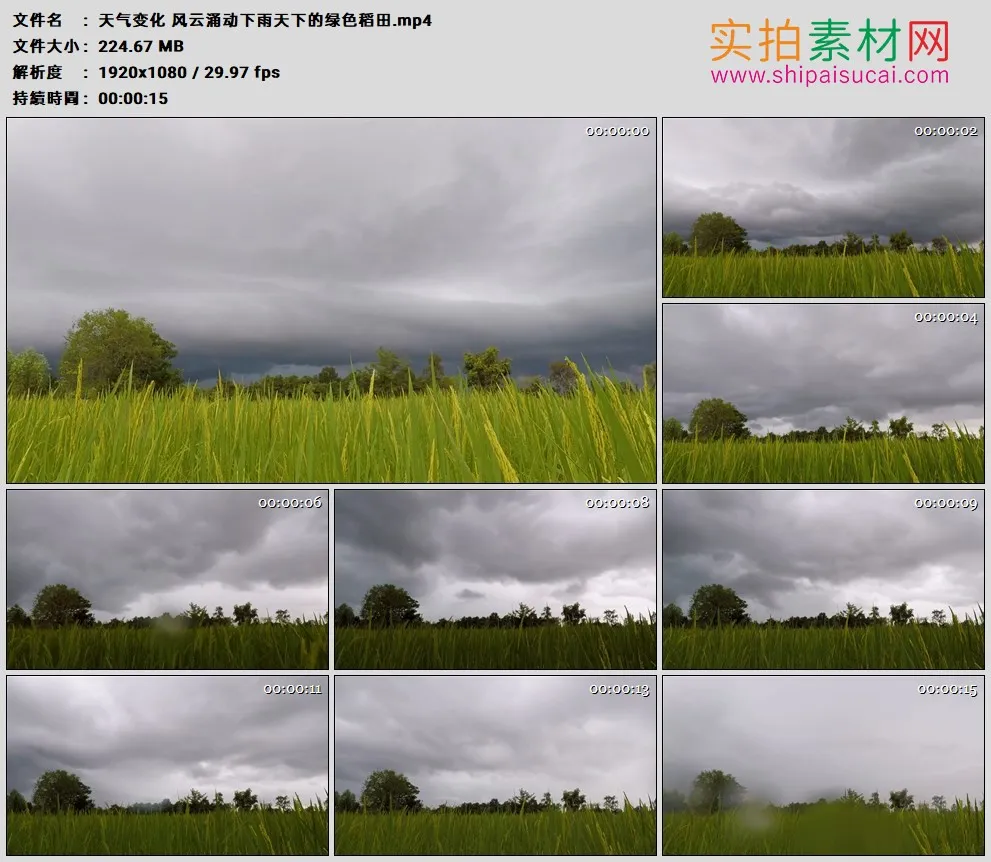 高清实拍视频素材丨天气变化 风云涌动下雨天下的绿色稻田