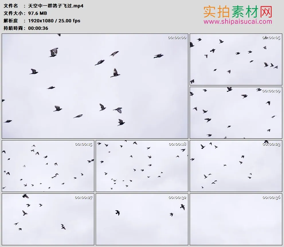 高清实拍视频素材丨天空中一群鸽子飞过
