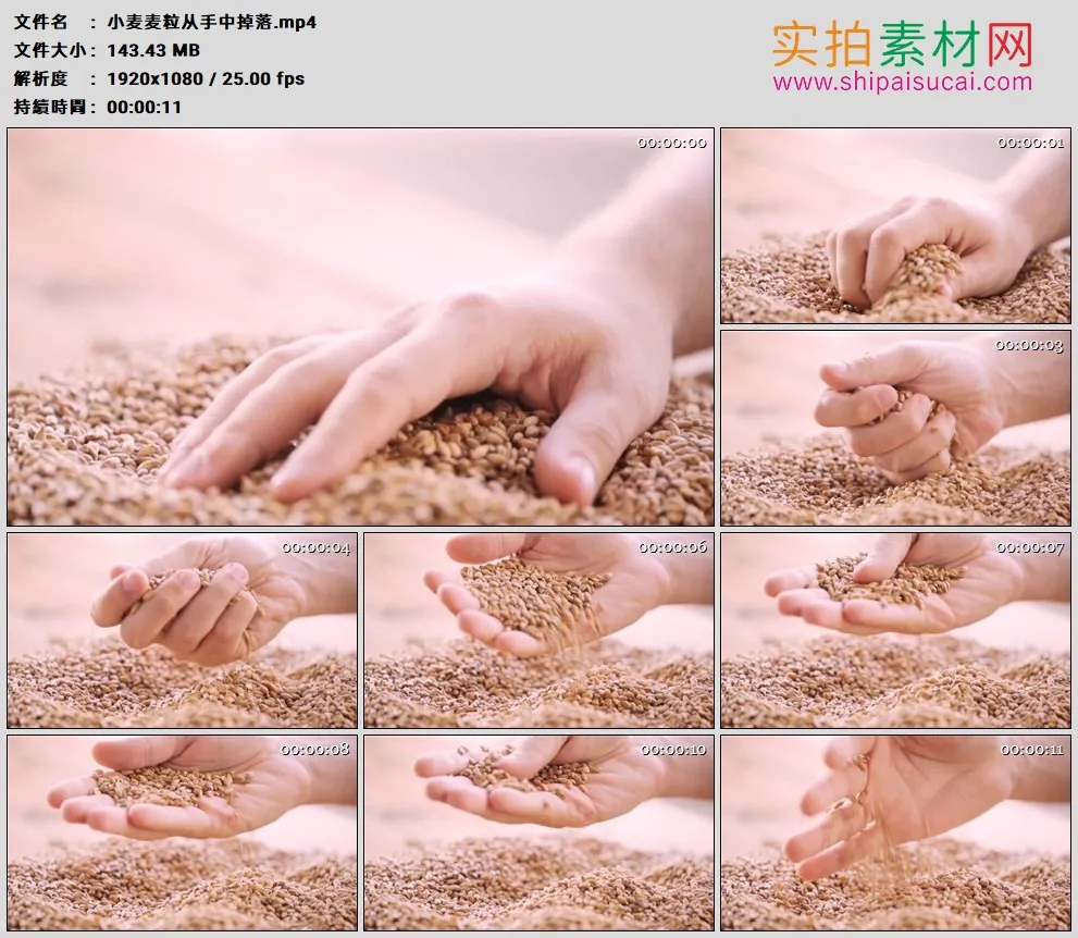 高清实拍视频素材丨小麦麦粒从手中掉落