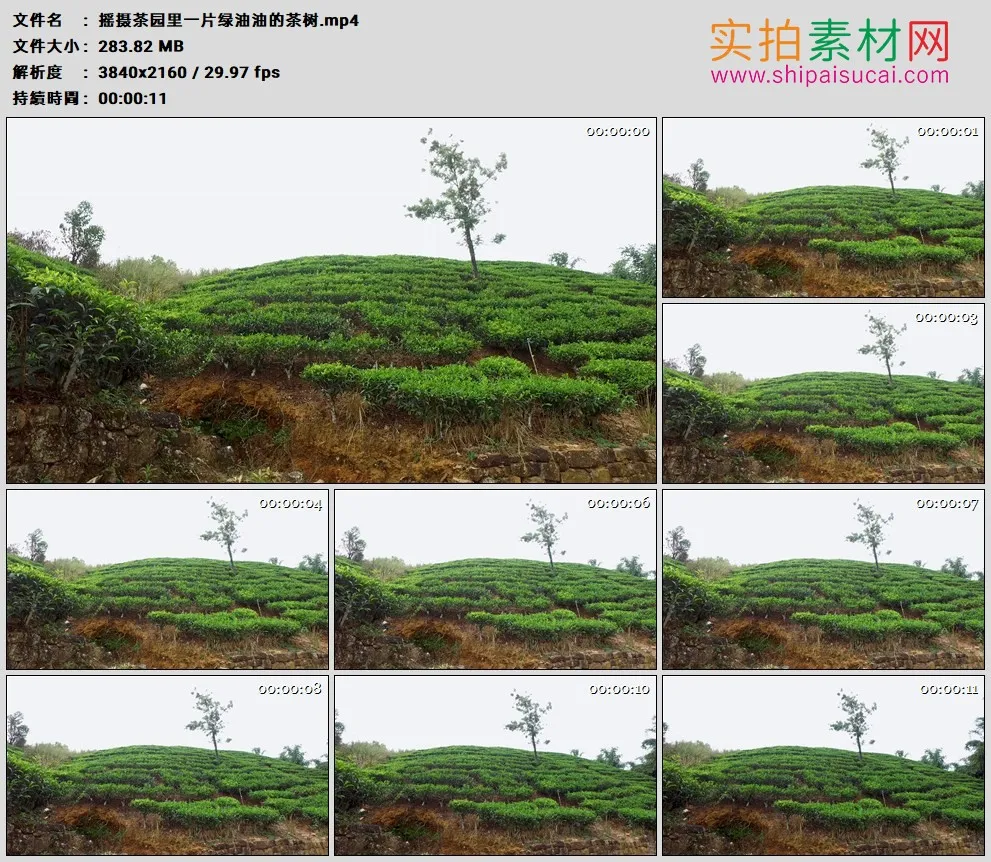 4K高清实拍视频素材丨摇摄茶园里一片绿油油的茶树