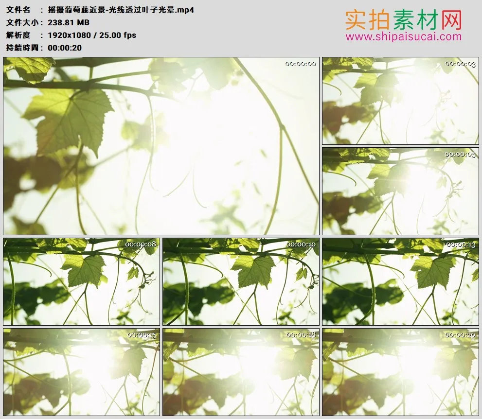 高清实拍视频素材丨摇摄葡萄藤近景-光线透过叶子光晕