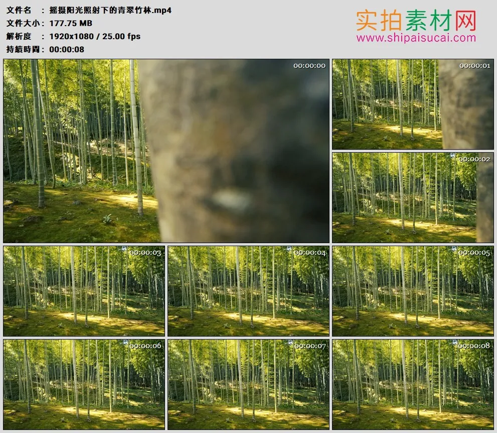 高清实拍视频素材丨摇摄阳光照射下的青翠竹林