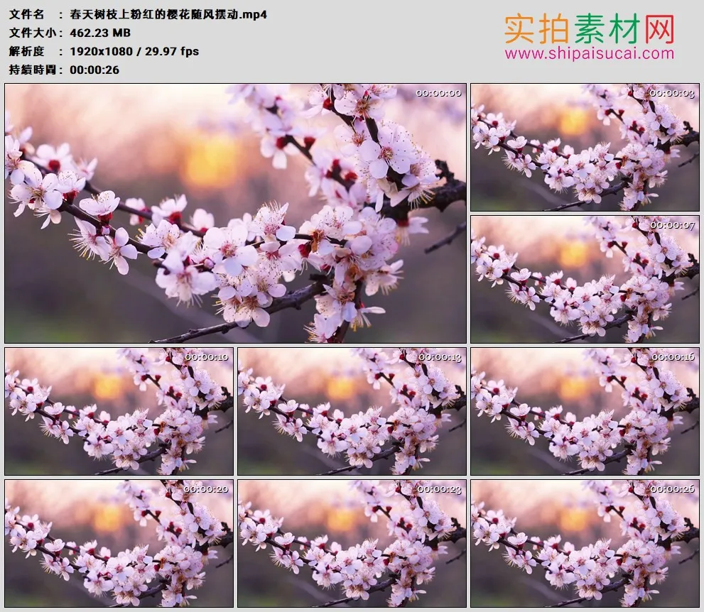 高清实拍视频素材丨春天树枝上粉红的樱花随风摆动