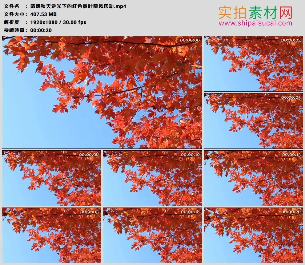 高清实拍视频素材丨晴朗秋天逆光下的红色树叶随风摆动