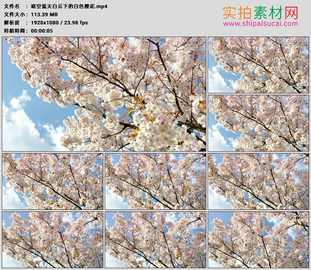 高清实拍视频素材丨晴空蓝天白云下的白色樱花