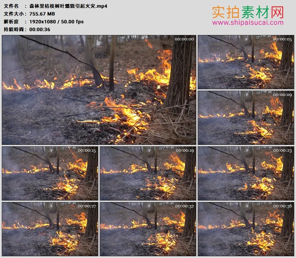 高清实拍视频素材丨森林里枯枝树叶燃烧引起火灾