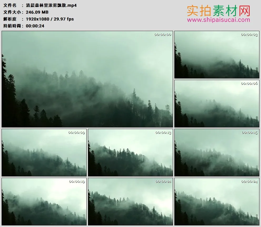 高清实拍视频素材丨清晨森林里浓雾飘散