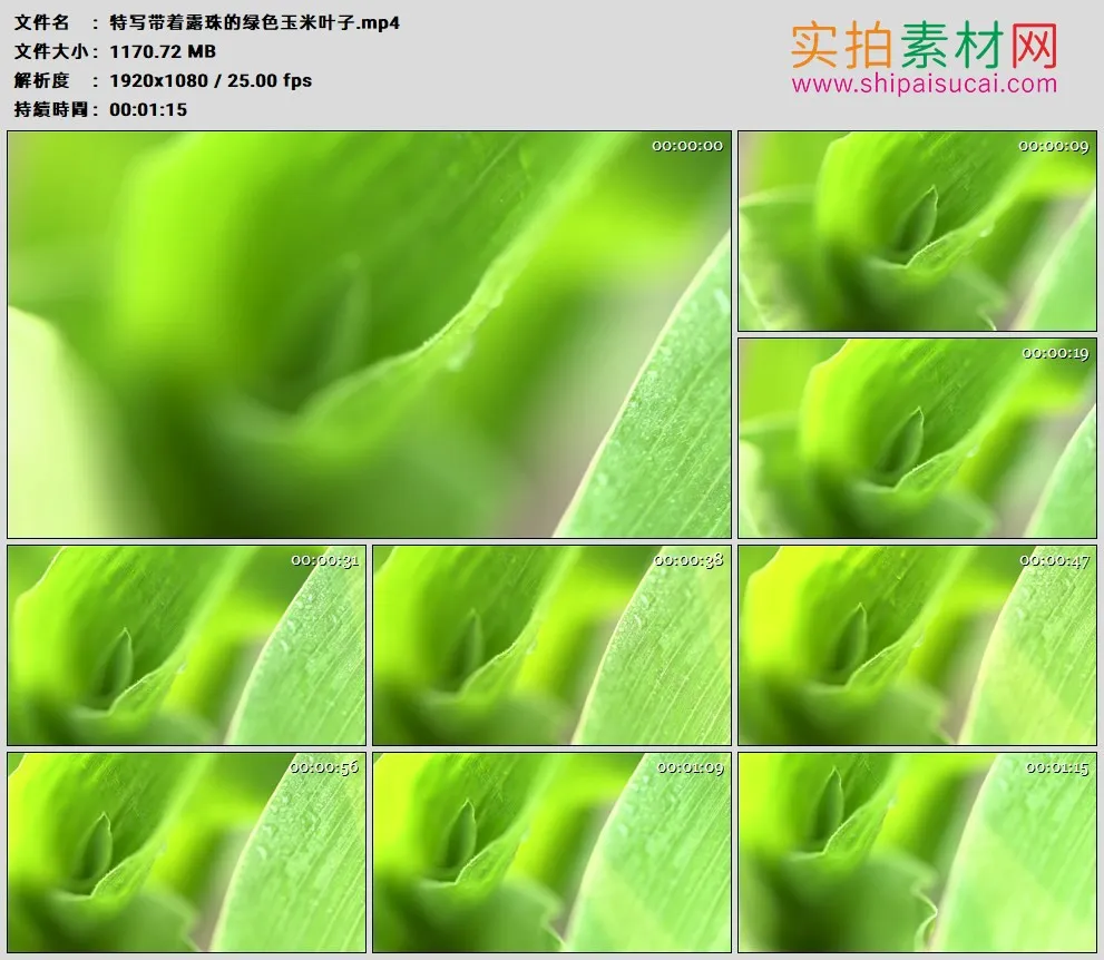 高清实拍视频素材丨特写带着露珠的绿色玉米叶子