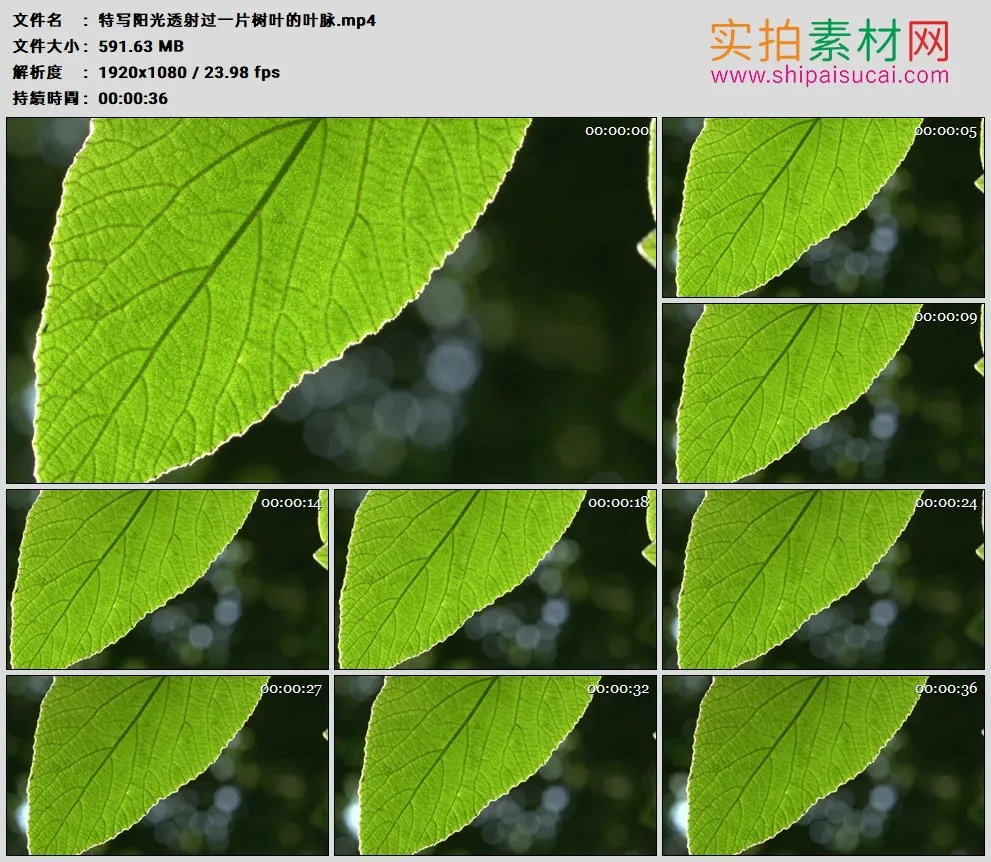 高清实拍视频素材丨特写阳光透射过一片树叶的叶脉