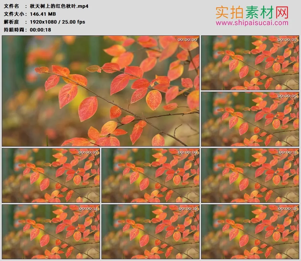 高清实拍视频素材丨秋天树上的红色秋叶