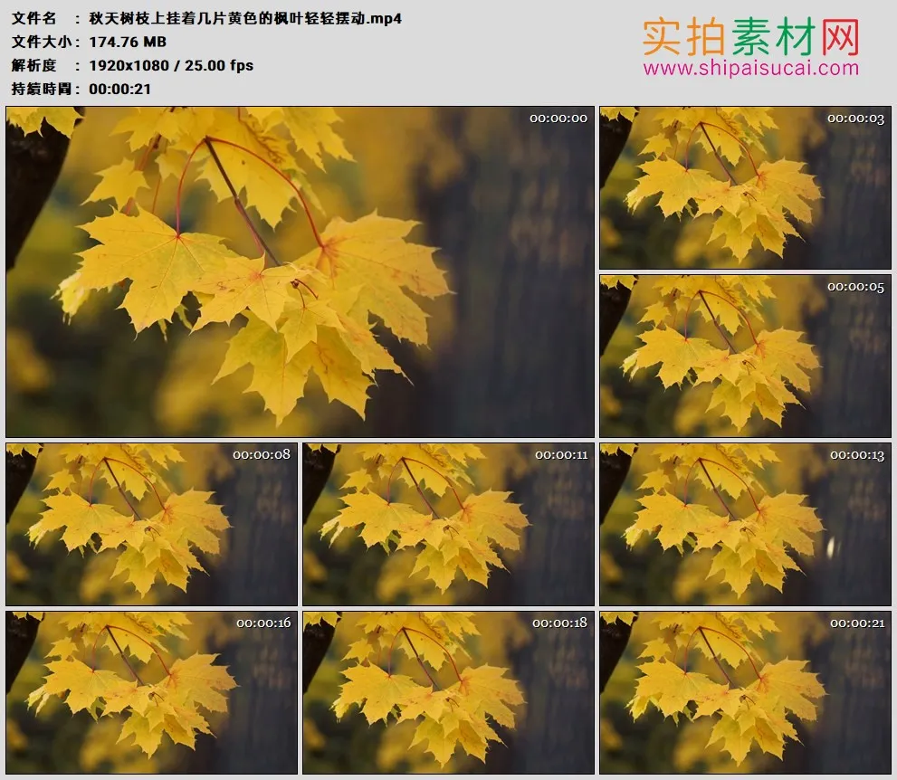 高清实拍视频素材丨秋天树枝上挂着几片黄色的枫叶轻轻摆动