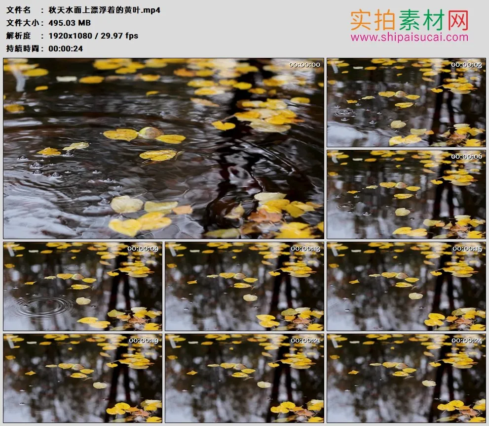 高清实拍视频素材丨秋天水面上漂浮着的黄叶
