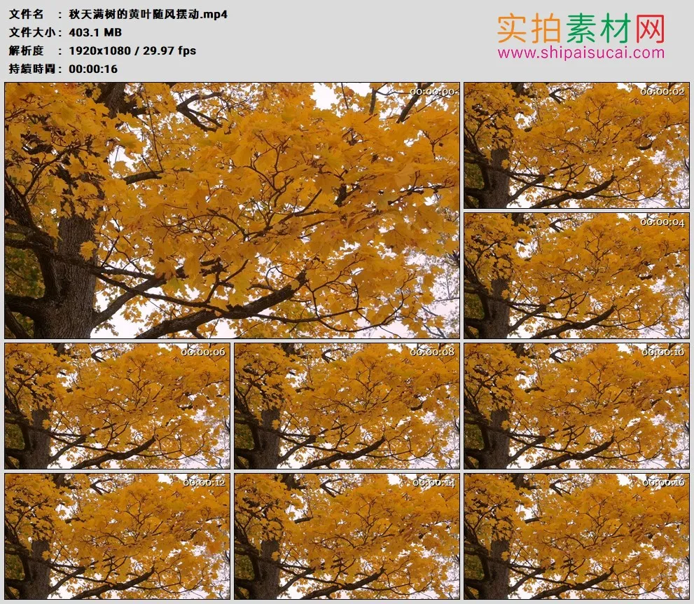 高清实拍视频素材丨秋天满树的黄叶随风摆动