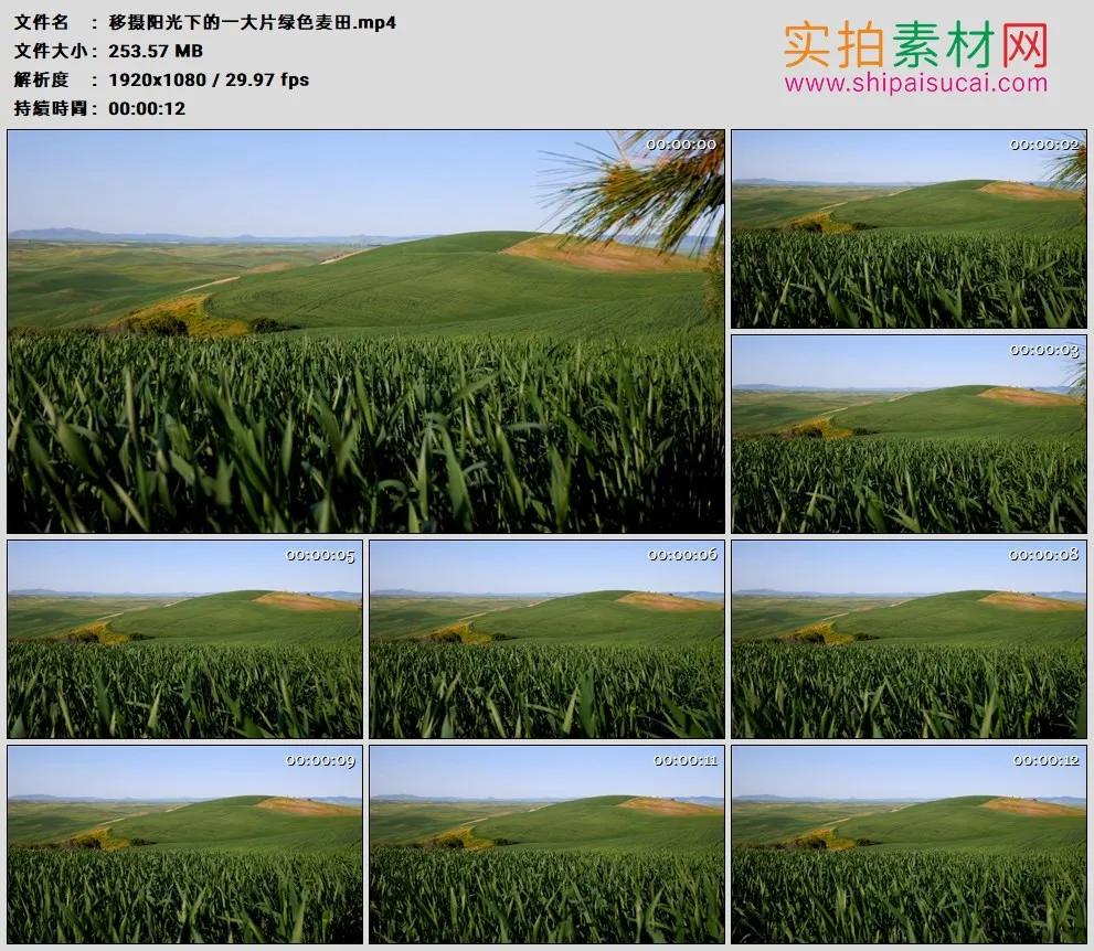 高清实拍视频素材丨移摄阳光下的一大片绿色麦田