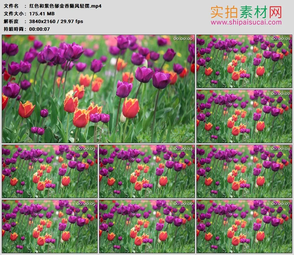 4K高清实拍视频素材丨红色和紫色郁金香随风轻摆