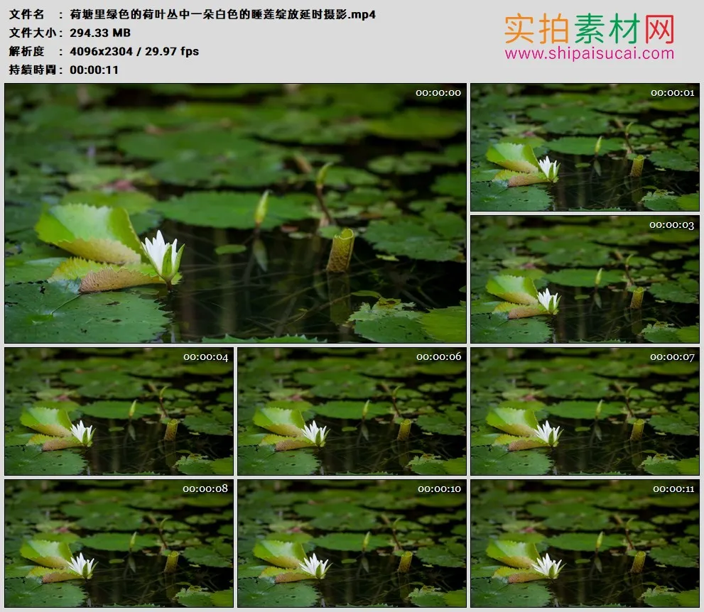 4K高清实拍视频素材丨荷塘里绿色的荷叶丛中一朵白色的睡莲绽放延时摄影