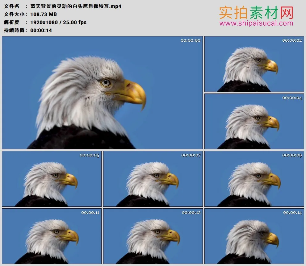 高清实拍视频素材丨蓝天背景前灵动的白头鹰肖像特写