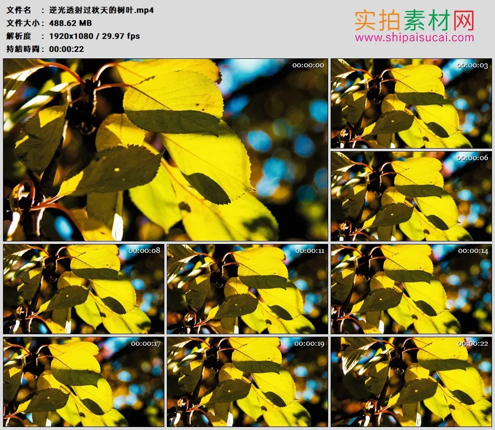 高清实拍视频素材丨逆光透射过秋天的树叶