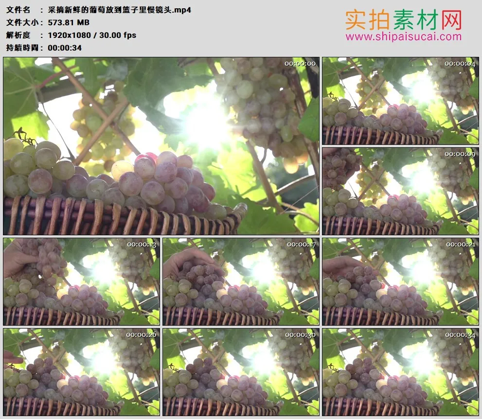 高清实拍视频素材丨采摘新鲜的葡萄放到篮子里慢镜头