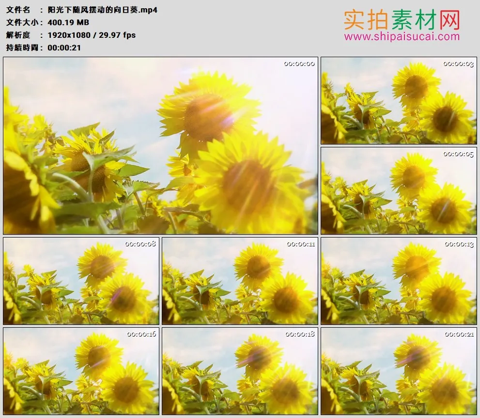 高清实拍视频素材丨阳光下随风摆动的向日葵
