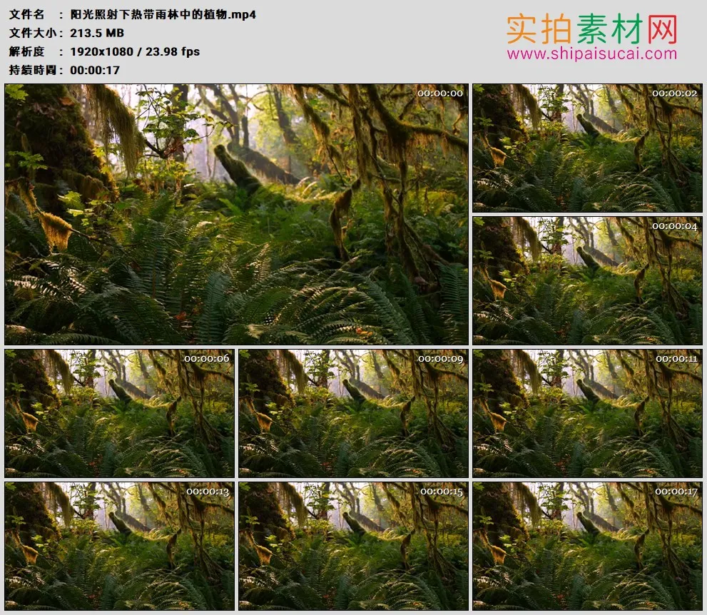 高清实拍视频素材丨阳光照射下热带雨林中的植物
