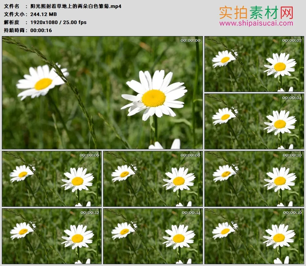 高清实拍视频素材丨阳光照射着草地上的两朵白色雏菊