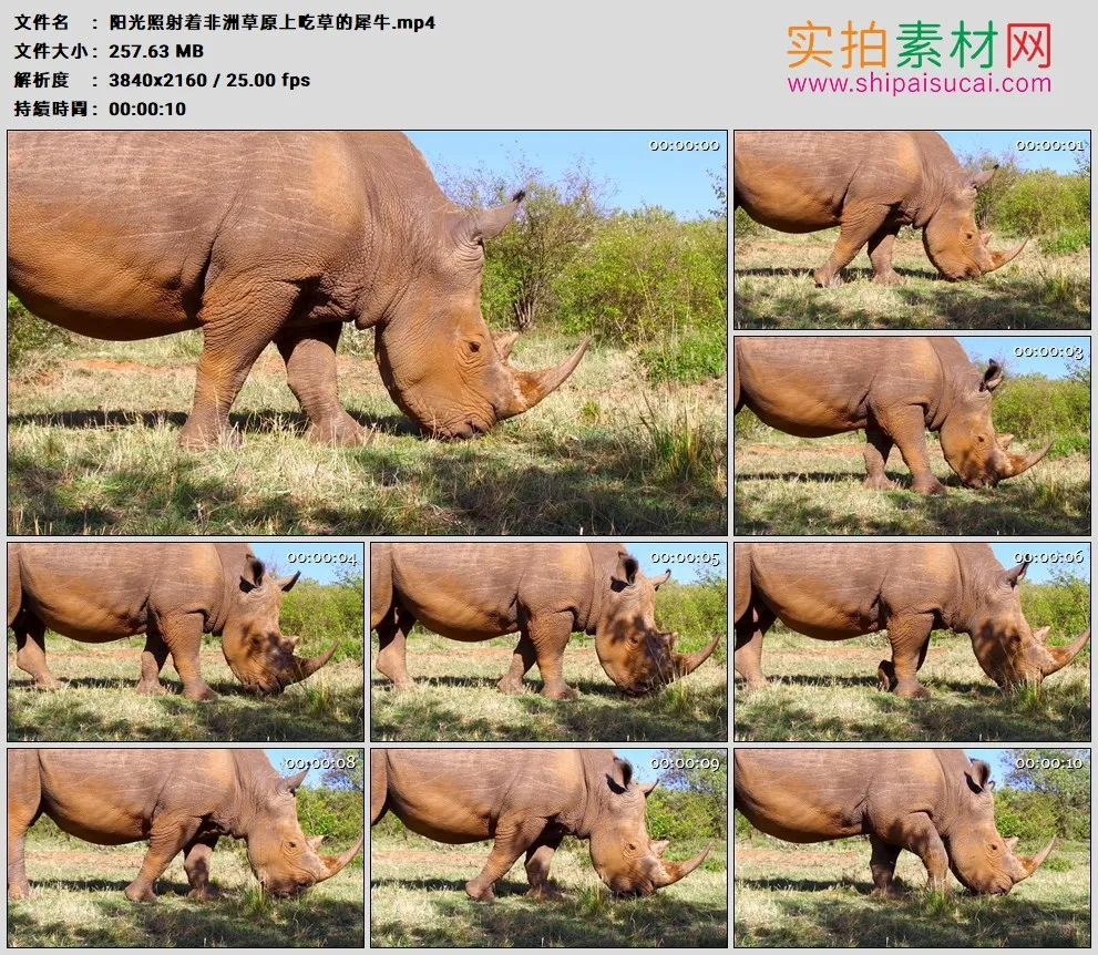 4K高清实拍视频素材丨阳光照射着非洲草原上吃草的犀牛