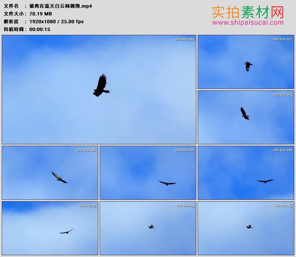 高清实拍视频素材丨雄鹰在蓝天白云间翱翔