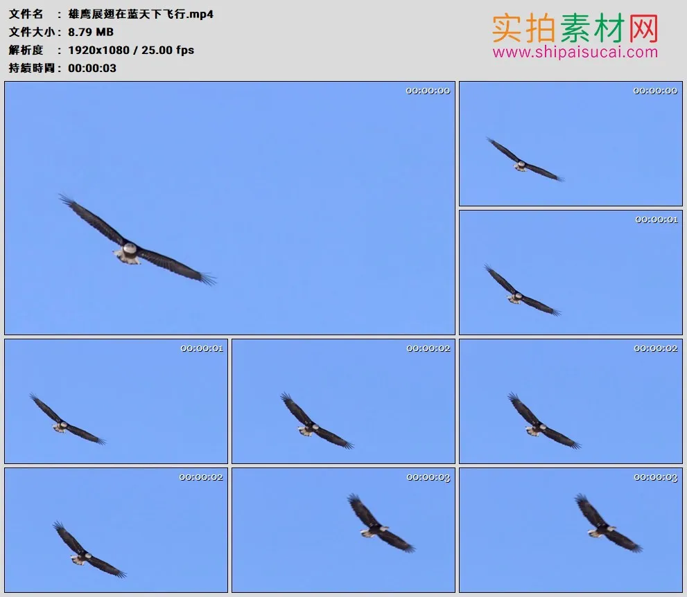 高清实拍视频素材丨雄鹰展翅在蓝天下飞行